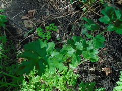 Heracleum sphondylium