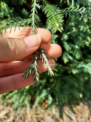 Cupressaceae