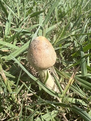 Stropharia coronilla
