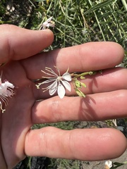 Oenothera lindheimeri