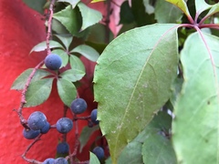Parthenocissus quinquefolia
