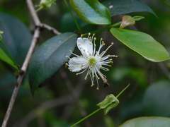 Eugenia uruguayensis