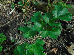 Heracleum sphondylium