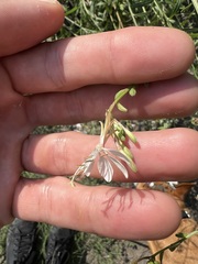 Oenothera lindheimeri