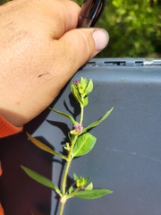 Cuphea carthagenensis