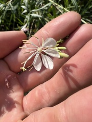 Oenothera lindheimeri