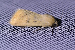Heliothinae