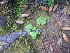 Boykinia occidentalis