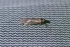 Cisthene liberomacula