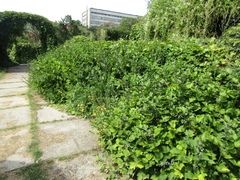 Clematis heracleifolia