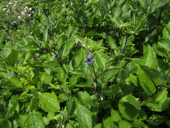 Clematis heracleifolia