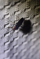 Melacoryphus rubicollis