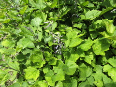 Clematis heracleifolia