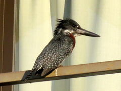 Megaceryle maxima maxima