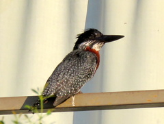 Megaceryle maxima maxima