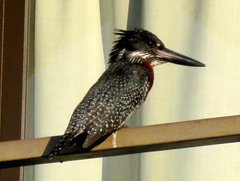 Megaceryle maxima maxima