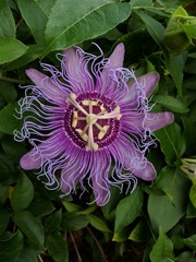 Passiflora