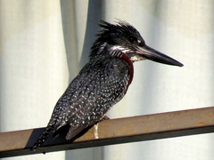 Megaceryle maxima maxima