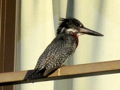 Megaceryle maxima maxima