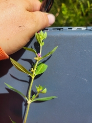 Cuphea carthagenensis