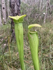 Sarracenia alata