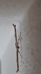 Emmelina monodactyla