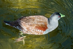 Porphyriops melanops