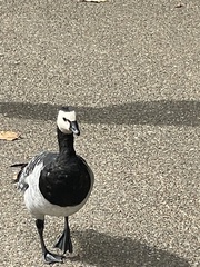 Branta leucopsis