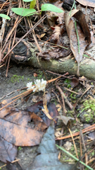 Sebacina schweinitzii