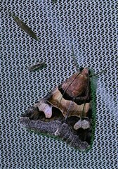 Drasteria pallescens