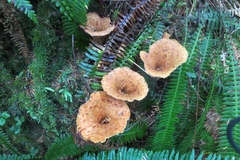 Turbinellus floccosus