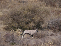 Oryx gazella