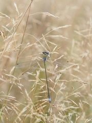 Lestes virens vestalis