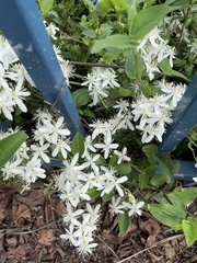 Clematis flammula