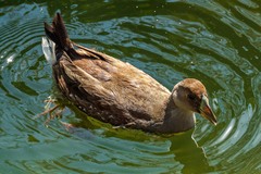 Porphyriops melanops