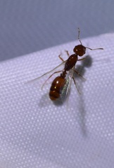 Solenopsis amblychila