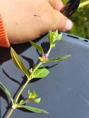 Cuphea carthagenensis