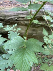 Rubus spectabilis