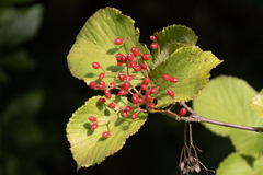 Viburnum dilatatum