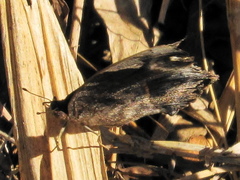 Eurytela dryope angulata