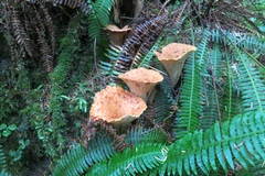 Turbinellus floccosus