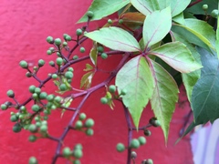 Parthenocissus quinquefolia
