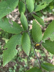 Ulmus alata
