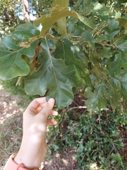 Quercus margaretiae