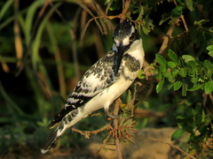 Ceryle rudis rudis
