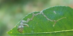Aulagromyza