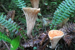 Turbinellus floccosus