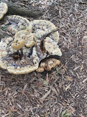 Pseudoinonotus