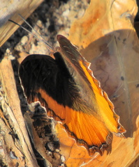 Eurytela dryope angulata