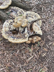 Pseudoinonotus